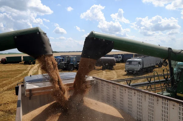 A combine loads grain in a truck — Stock Photo, Image