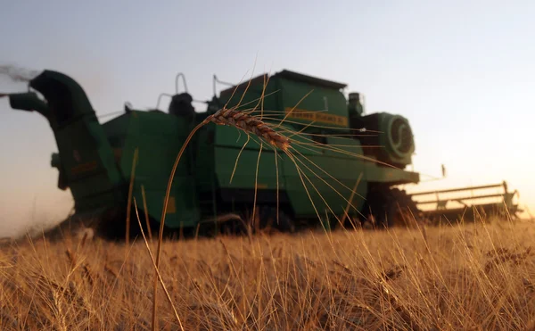 Комбинат удаляет пшеницу теплым летним вечером — стоковое фото