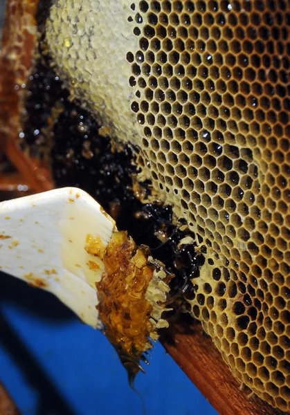 Plastry miodu i wosku pszczelego — Zdjęcie stockowe