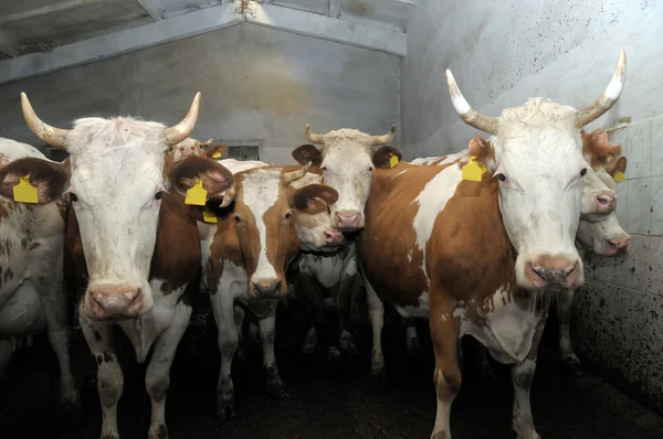 Vaches debout dans une stalle — Photo