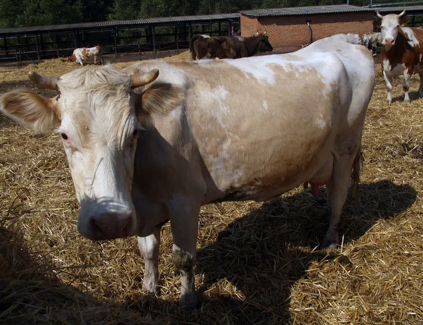 Корова, стоящая в стойле — стоковое фото