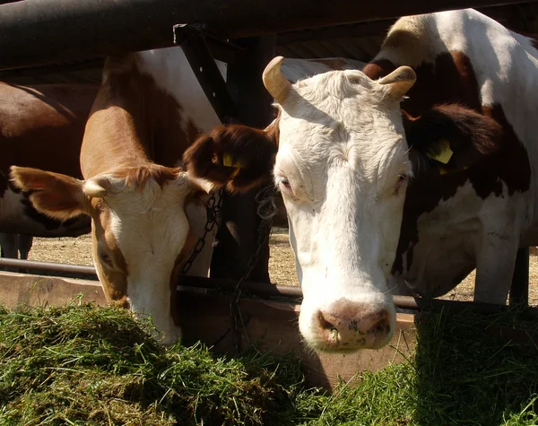 Vaches debout dans une stalle — Photo