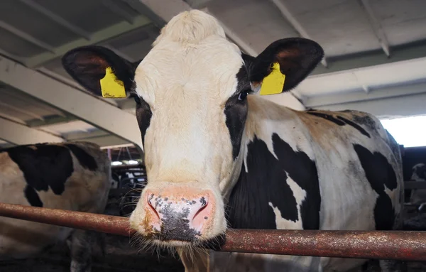 Ko står i ett stall — Stockfoto