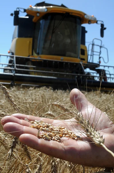 Земледелец держит колос пшеницы на ладони — стоковое фото
