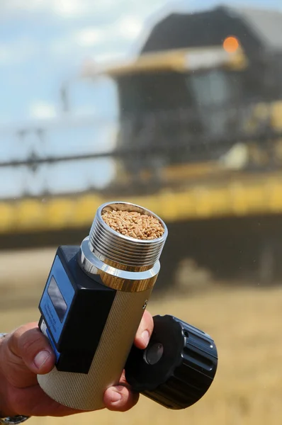 Az agronómus tartja a búza a Légnedvességmérő Jogdíjmentes Stock Fotók