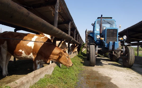 A traktor a szétszórt fű tehenek Jogdíjmentes Stock Képek