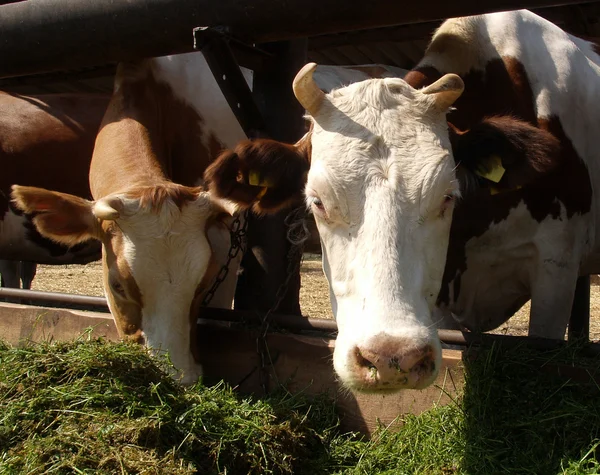 Коровы, стоящие в стойле Лицензионные Стоковые Изображения