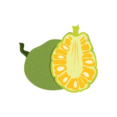 Jackfruit. Tropik meyve ve grafik tasarım elementleri. İçindekiler renk klipsleri. Sketch tarzı smoothie veya meyve suyu içeriği.