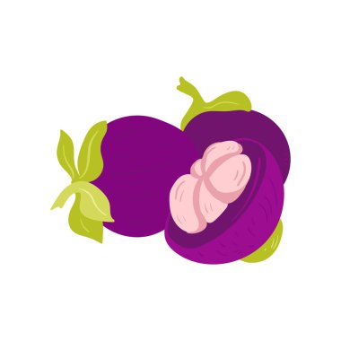 Mangosteen. Tropik meyve ve grafik tasarım elementleri. İçindekiler renk klipsleri. Sketch tarzı smoothie veya meyve suyu içeriği.