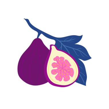 İncir. Tropik meyve ve grafik tasarım elementleri. İçindekiler renk klipsleri. Sketch tarzı smoothie veya meyve suyu içeriği.