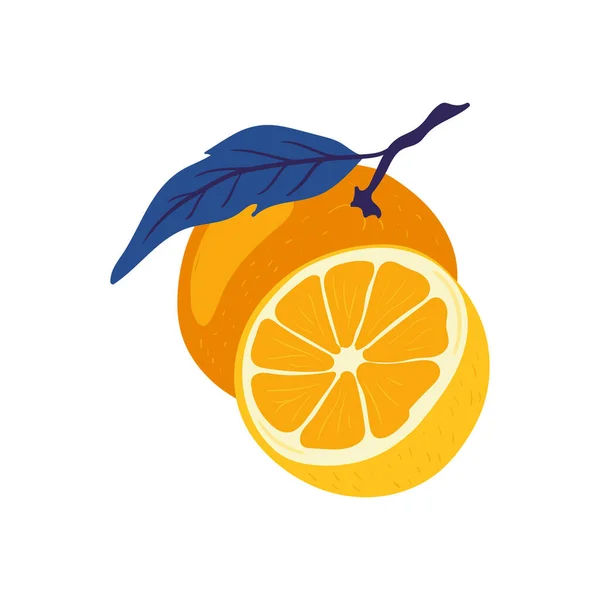 Pomeranč Tropické Ovoce Grafické Prvky Složení Barevné Klipy Sketch Styl — Stockový vektor
