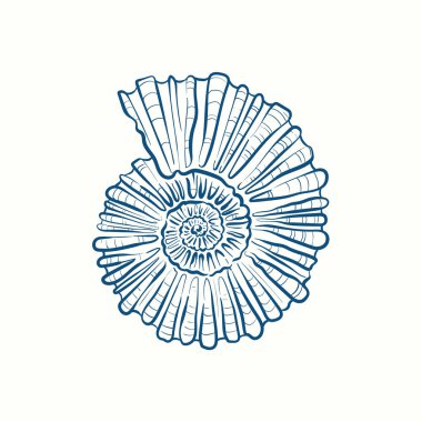 El yapımı gerçekçi deniz kabukları. Çeşitli formlardaki yumuşakçalar: bobinler, spiraller, koniler, deniz tarakları. Eski usul okyanus doğası. 