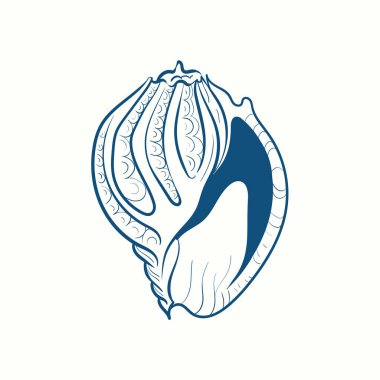 El yapımı gerçekçi deniz kabukları. Çeşitli formlardaki yumuşakçalar: bobinler, spiraller, koniler, deniz tarakları. Eski usul okyanus doğası. 