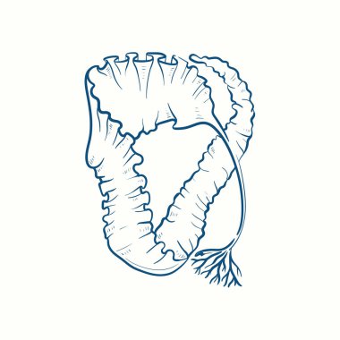 Deniz yosunu siluetleri. Su altı mercan kayalıkları, el yapımı deniz yosunu bitkisi, ıssız deniz otları açık okyanus..