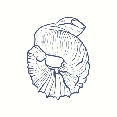 El yapımı gerçekçi deniz kabukları. Çeşitli formlardaki yumuşakçalar: bobinler, spiraller, koniler, deniz tarakları. Eski usul okyanus doğası. 