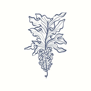 Deniz yosunu siluetleri. Su altı mercan kayalıkları, el yapımı deniz yosunu bitkisi, ıssız deniz otları açık okyanus..