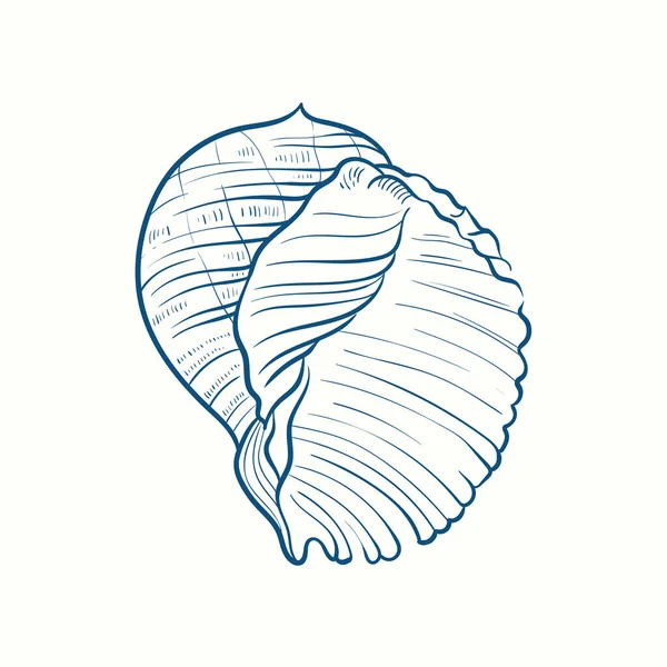 手描きのリアルな貝殻 様々な形態の軟体動物の殻 コイル スパイラル コーン ホタテ ヴィンテージスタイルの海の自然 — ストックベクタ
