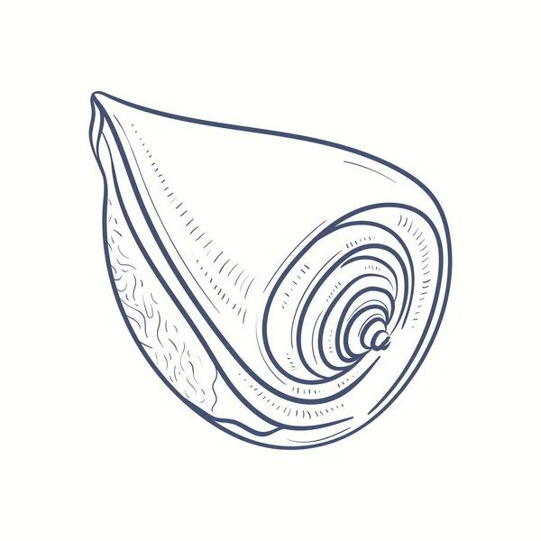 Kézzel Rajzolt Valósághű Kagylók Különféle Formájú Puhatestűek Héja Tekercsek Spirálok — Stock Vector