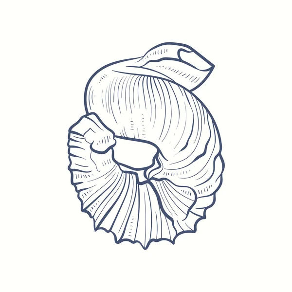 El yapımı gerçekçi deniz kabukları. Çeşitli formlardaki yumuşakçalar: bobinler, spiraller, koniler, deniz tarakları. Eski usul okyanus doğası. 