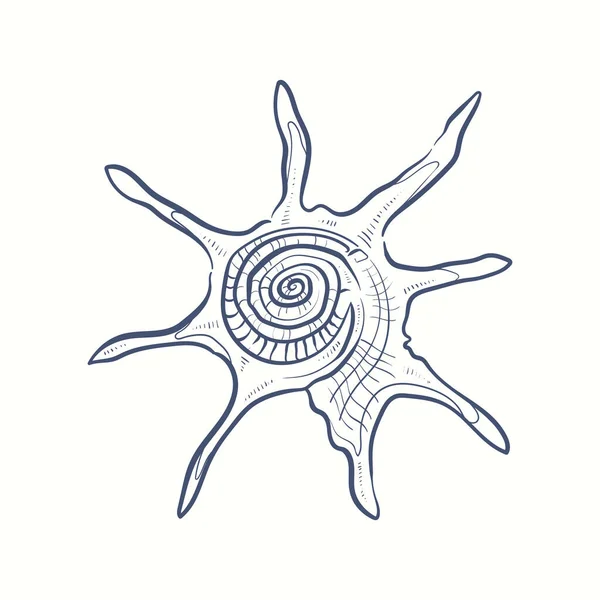 手描きのリアルな貝殻 様々な形態の軟体動物の殻 コイル スパイラル コーン ホタテ ヴィンテージスタイルの海の自然 — ストックベクタ