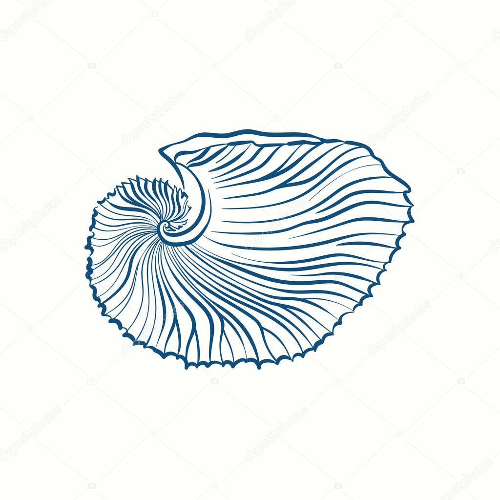 Hand-drawn realistic seashells. Shells of mollusks of various forms: coils, spirals, cone, scallops. Oceans nature in vintage style. 