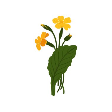 Çiçek elementleri. Çiçek ve yeşil yapraklar. Modern trend Matisse minimal tarzı. Çiçek posteri, davet. Tebrik kartı veya davet tasarımı için vektör düzenlemeleri