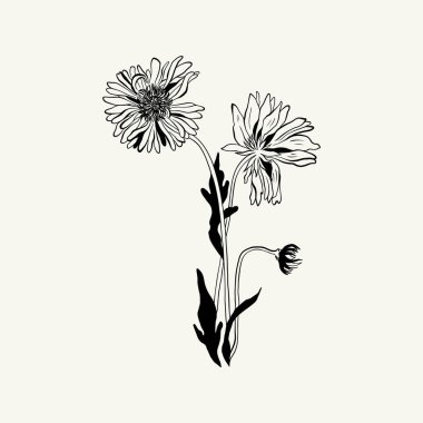 Flowers, Botanica illustration. Black ink, line, doodle style. 