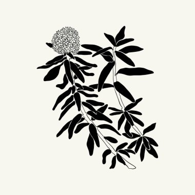 Flowers, Botanica illustration. Black ink, line, doodle style. 