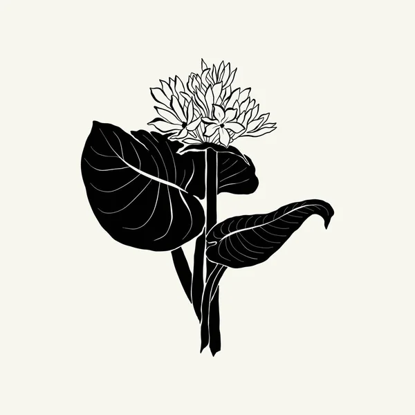 Flowers Botanica Illustration Black Ink Line Doodle Style — Διανυσματικό Αρχείο