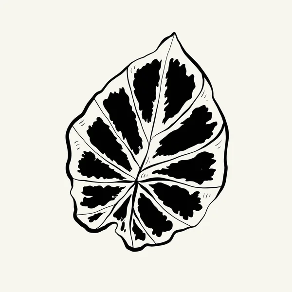 Flowers Botanica Illustration Black Ink Line Doodle Style — стоковый вектор