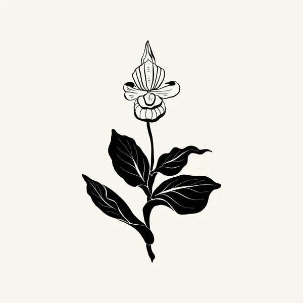 Flowers Botanica Illustration Black Ink Line Doodle Style — Image vectorielle