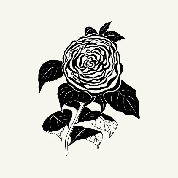 Flowers Botanica Illustration Black Ink Line Doodle Style — Vector de stock