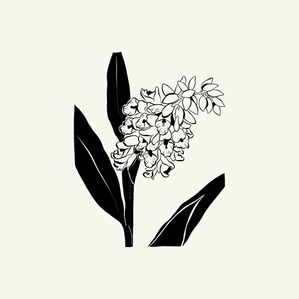 Flowers Botanica Illustration Black Ink Line Doodle Style — стоковий вектор