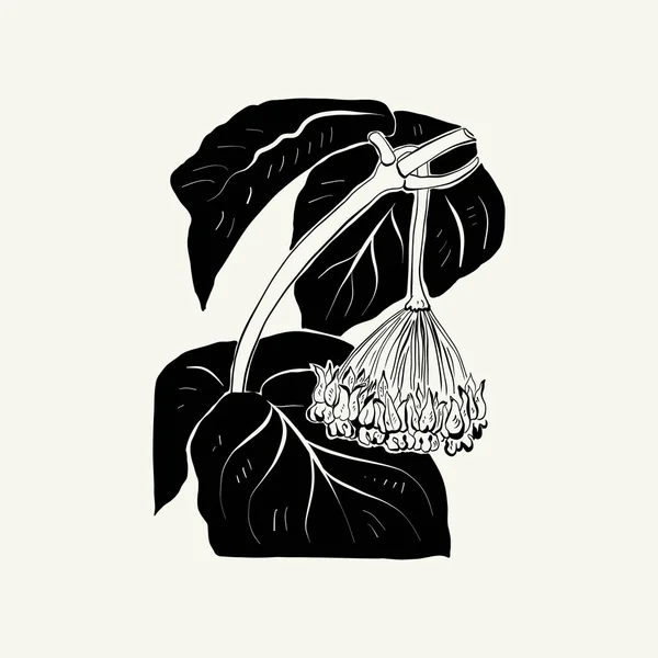 Flowers Botanica Illustration Black Ink Line Doodle Style — Image vectorielle
