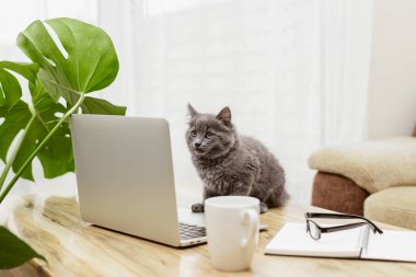 Bir kedi, bir kedi yavrusu dizüstü bilgisayarın önünde oturur ve ekrana bakar. Uzaktan çalışma, eğitim. Hayvanlar insanlar gibidir. Komik hayvanlar.