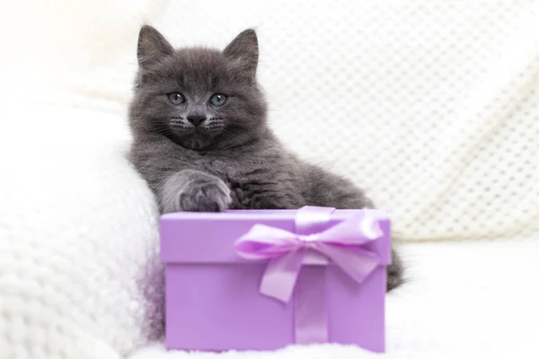 Un simpatico gattino grigio è seduto accanto a una confezione regalo. Regali per San Valentino e compleanno. Animali domestici adorabili — Foto Stock