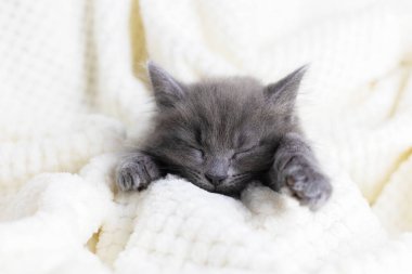 Şirin yerli gri kedi yavrusu yumuşak bir battaniyeye sarılıp tatlı tatlı uyuyor. Dalgadan ve hayallerden uzak dur.