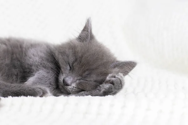 Carino gattino grigio domestico dorme con la zampa sotto la testa dolcemente avvolto in una morbida coperta. Riposo dal trambusto e dai sogni. Gli animali si comportano come esseri umani — Foto Stock