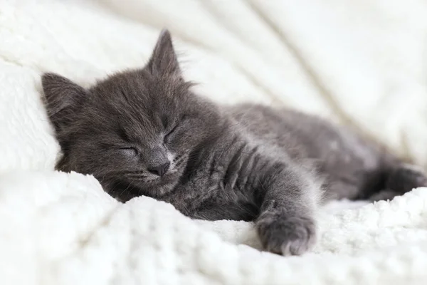 Χαριτωμένο σπιτικό γκρι γατάκι κοιμάται γλυκά τυλιγμένο σε μια απαλή κουβέρτα. Ξεκουράσου από τη φασαρία και τα όνειρα — Φωτογραφία Αρχείου