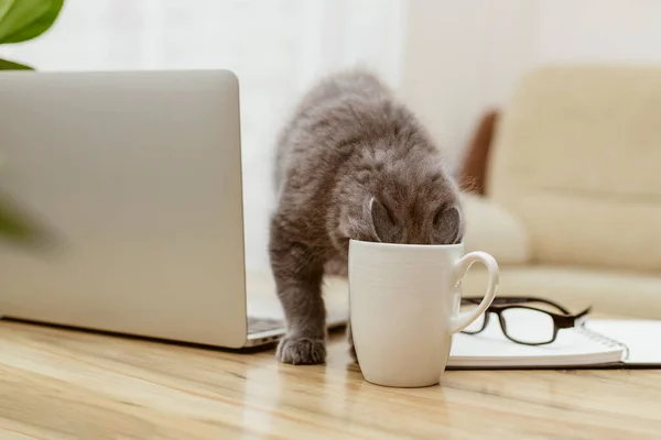 Gri bir kedi yavrusu laptopun yanındaki masada otururken fincandan su içer. İş sırasında bir mola. Evden çalışıyorum. insanlar gibi evcil