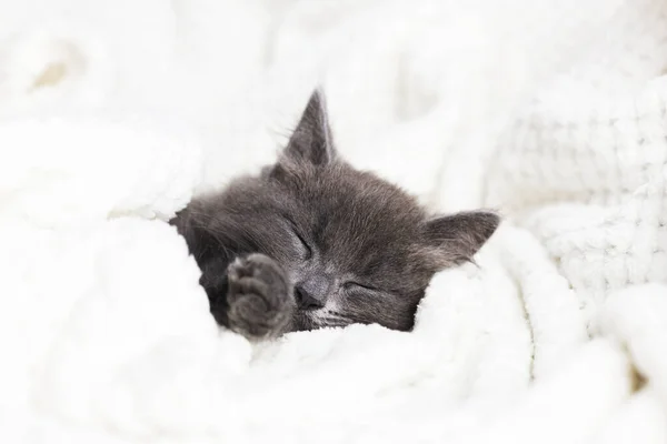 Ładny domowy szary kotek śpi słodko zawinięty w miękki koc. Odpocznij od zgiełku i marzeń — Zdjęcie stockowe