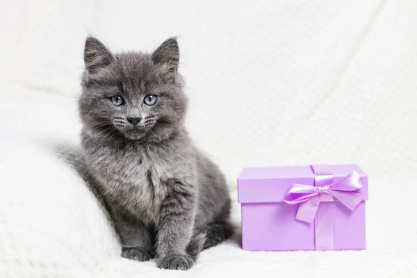 Un simpatico gattino grigio è seduto accanto a una confezione regalo. Regali per San Valentino e compleanno. Animali domestici adorabili — Foto Stock