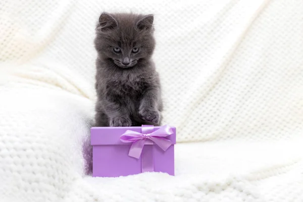Ένα χαριτωμένο γκρι γατάκι κάθεται δίπλα σε ένα κουτί δώρου. Δώρα για την ημέρα και τα γενέθλια του Αγίου Βαλεντίνου. Αξιολάτρευτα κατοικίδια — Φωτογραφία Αρχείου