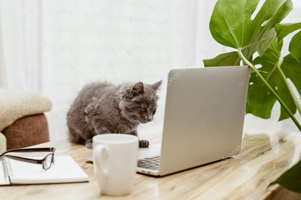 A cute gray kitten sits in front of a laptop monitor. Remote work from home, internet communication and online shopping. Funny pets