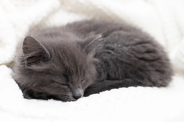 Ένα χαριτωμένο γκρι γατάκι Μέιν Ρουν κοιμάται σε μια μπεζ κουβέρτα, κουλουριασμένο σε μια μπάλα. Αξιολάτρευτα κατοικίδια. — Φωτογραφία Αρχείου
