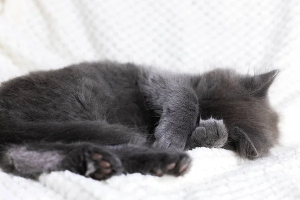 En söt grå Maine Coon kattunge sover på en beige filt, hoprullad i en boll. Bedårande husdjur. — Stockfoto