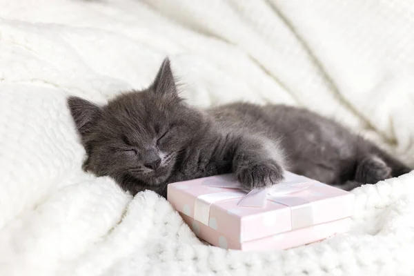 A cute gray Maine Coon kitten sleeps with his paw on a box with a gift. Selection of gifts. Gifts for valentines day and birthday. Adorable pets — Stockfoto