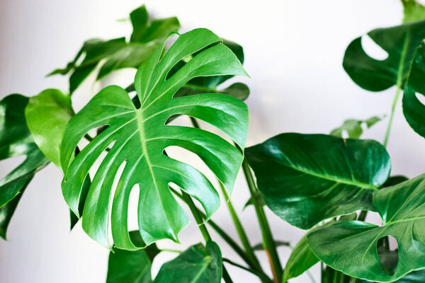 Beautiful monstera leaf close-up on a white wall background. Houseplants in pots. Caring for home flowers