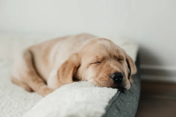 A cute beige Labrador Retriever puppy sleeps on a couch, hanging his muzzle. Funny pets — Photo