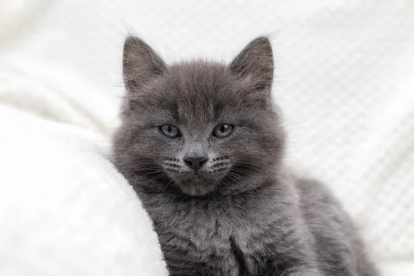 Portrait of a serious gray kitten lying on a white blanket and looking at the camera. Pets. Purebred cat — стоковое фото